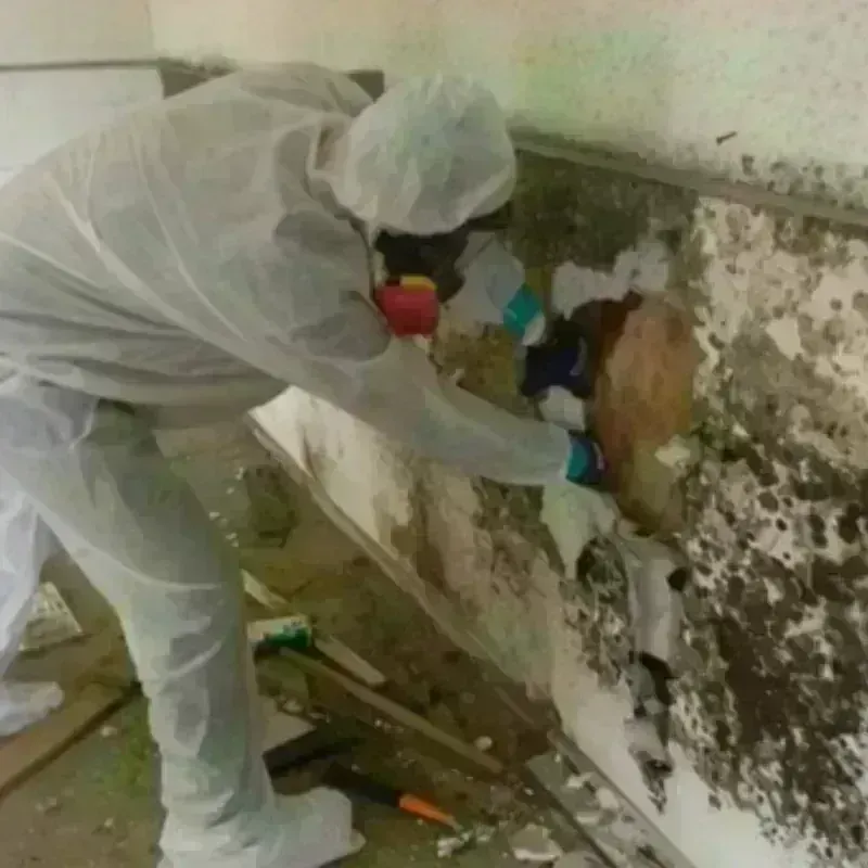 Mold Remediation and Removal in Braddock Hills, PA